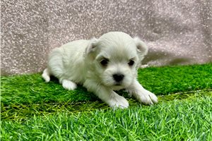 Norma - puppy for sale