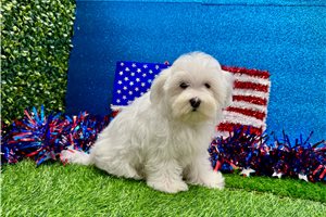 Kenneth - puppy for sale