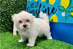 Novella - Maltese for sale