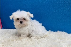 Mayhew - Maltese for sale