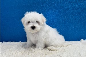 Astro - Maltese for sale
