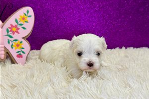 Poppy - Maltese for sale