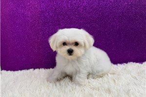 Miriam - Maltese for sale