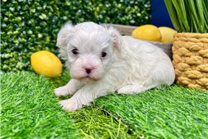 Kole - puppy for sale