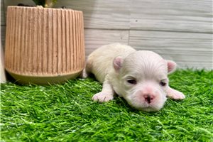 Ericson - puppy for sale