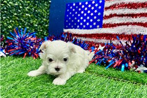 Evie - Maltese for sale