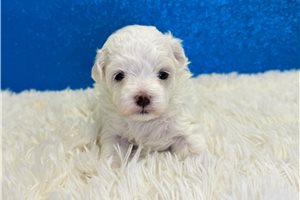 Anita - puppy for sale