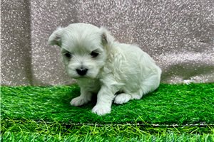 Novella - puppy for sale