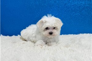 Iago - Maltese for sale