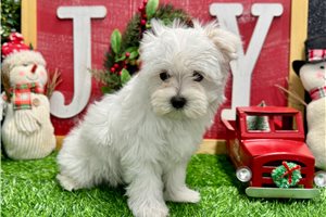 Dawson - Maltese for sale