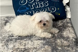 Mayhew - Maltese for sale