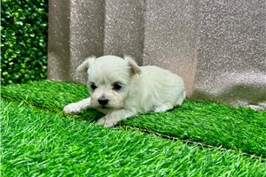 Miriam - puppy for sale