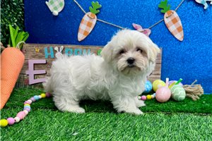 Mack - Maltese for sale