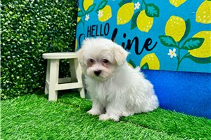 Morton - Maltese for sale
