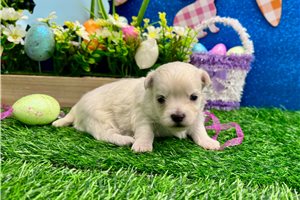 Sonya - Maltese for sale