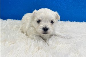 Elvis - puppy for sale