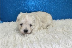 Hayden - Maltese for sale