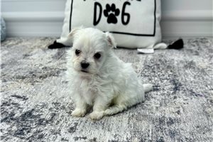 Selene - Maltese for sale