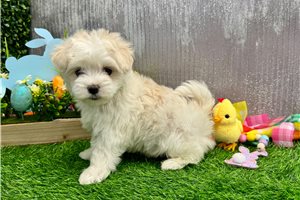 Rhodes - puppy for sale