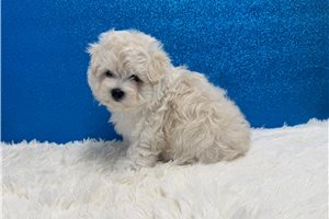 Hayden - Maltese for sale