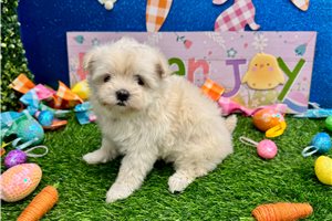 Finley - Maltese for sale