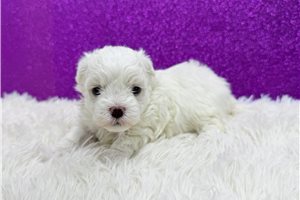 Anise - puppy for sale