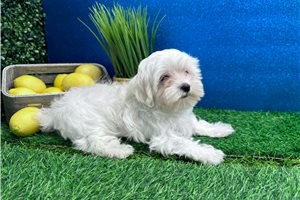 Mack - Maltese for sale