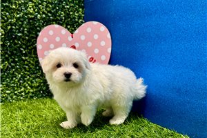 Crystal - Maltese for sale