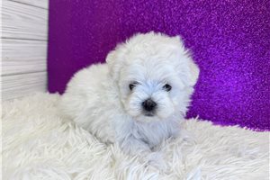 Angelina - Maltese for sale