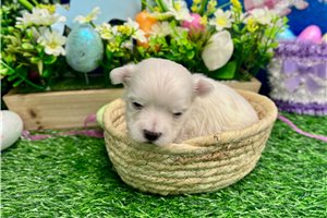 Sammy - puppy for sale