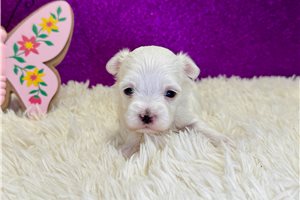 Paige - puppy for sale