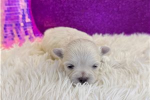 Leisel - Maltese for sale
