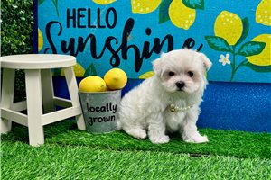 Norma - Maltese for sale