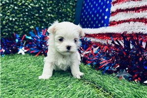 Ericson - Maltese for sale