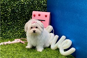 Emma - Maltese for sale