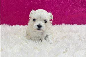 Everly - puppy for sale