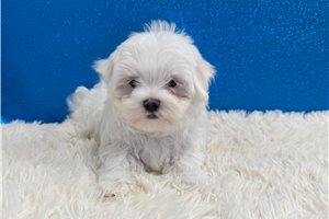 Ashe - Maltese for sale