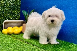 Kenneth - Maltese for sale