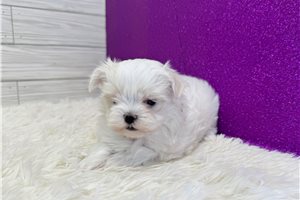Pearl - Maltese for sale