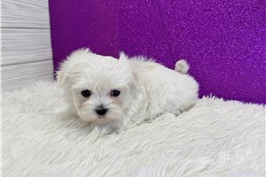 Penny - Maltese for sale
