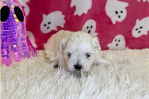 Effie - Maltese for sale