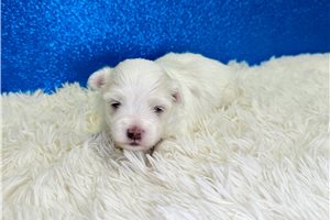 Iago - Maltese for sale