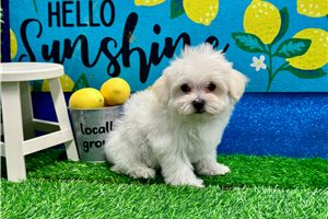 Morrison - Maltese for sale