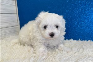 Atom - Maltese for sale