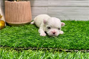 Eddie - puppy for sale