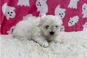 Effie - Maltese for sale