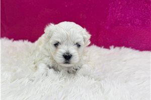 Elise - puppy for sale