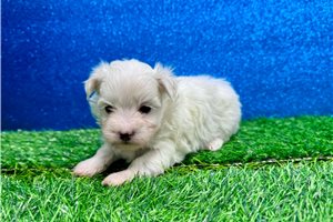 Morton - puppy for sale