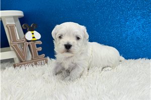 Parker - Maltese for sale