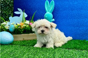 Mack - Maltese for sale